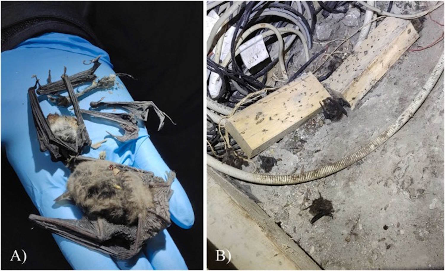 vleermuizen aangevallen door grijze ratten