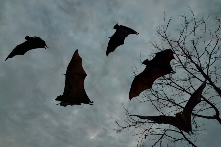 pipistrelli attaccati da ratti grigi