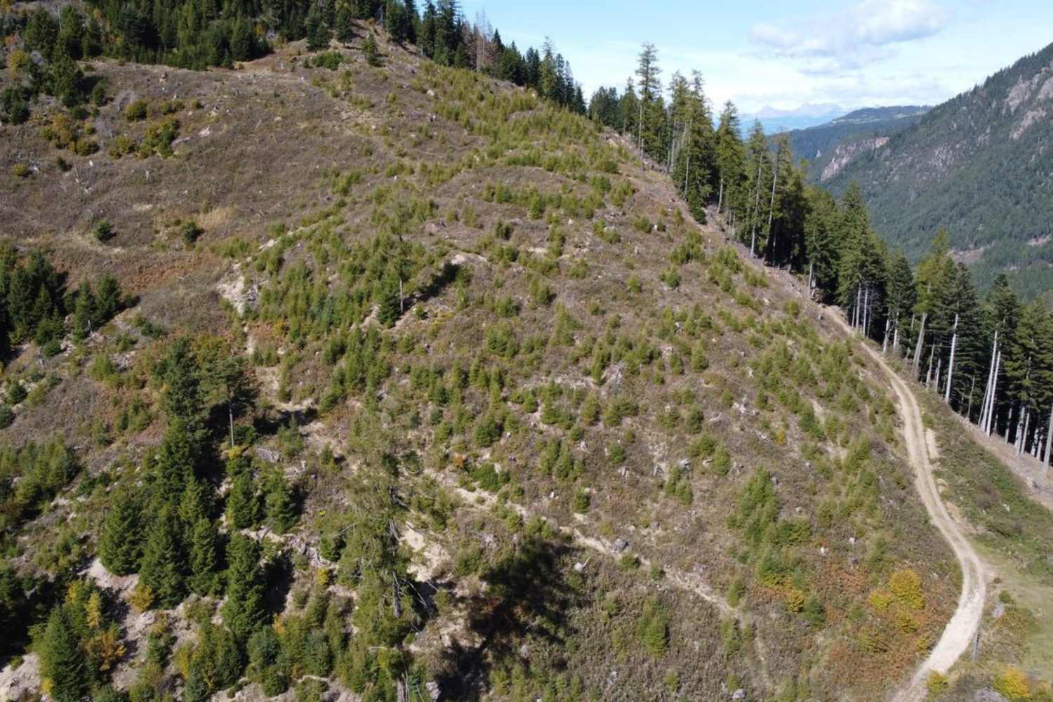 Bossen van Val di Fiemme