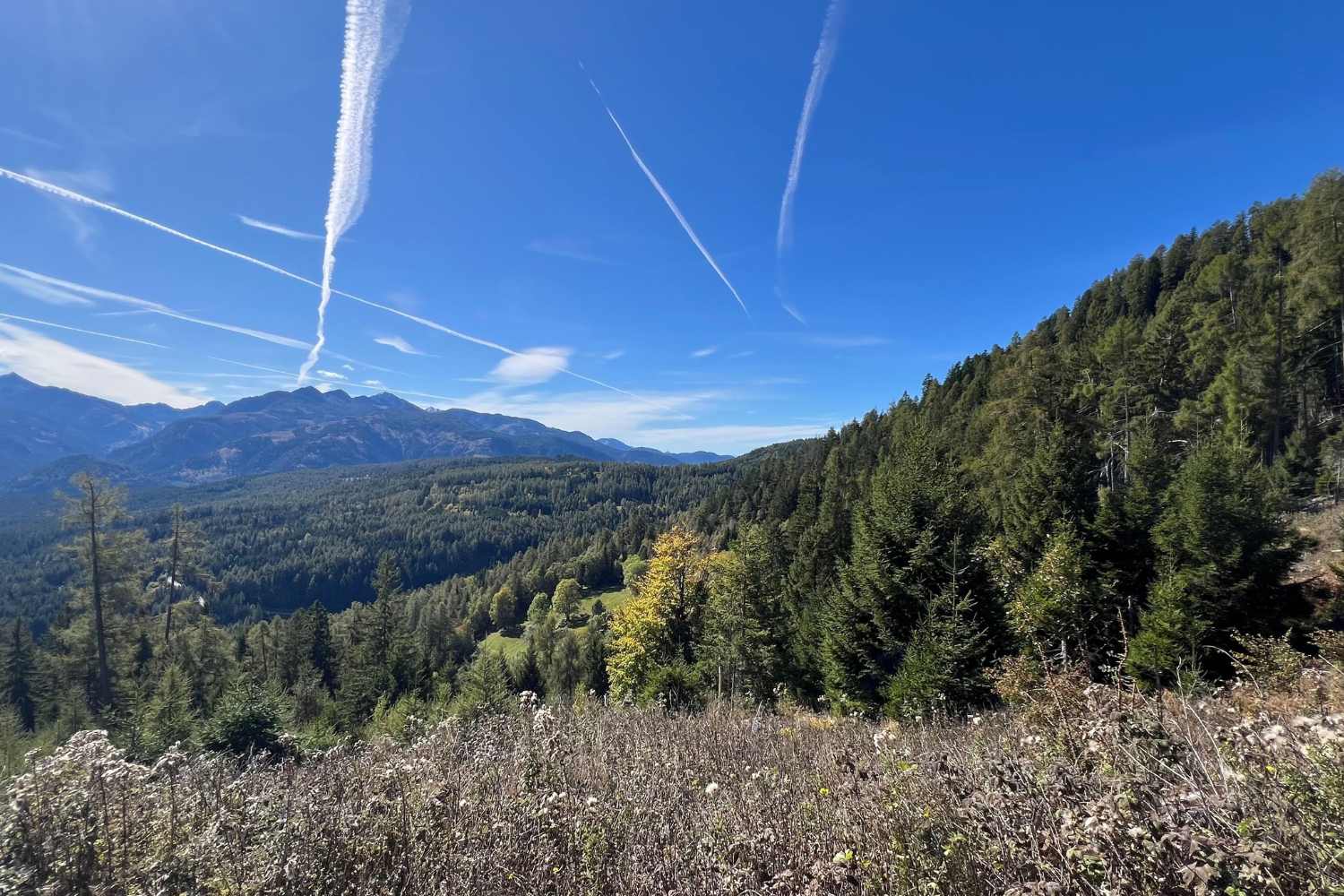 wedergeboorte van de Dolomietenbossen