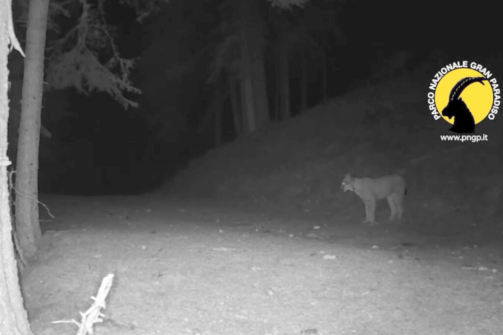 Lince Gran Paradiso
