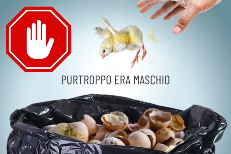 pulcini maschi stop uccisione