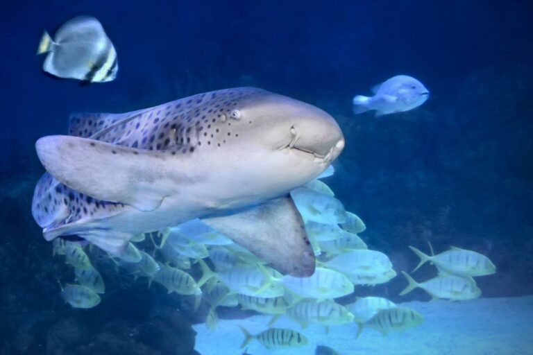 Haaien als huisdieren, de nieuwe gekke (en gevaarlijke) trend waar niemand behoefte aan had
