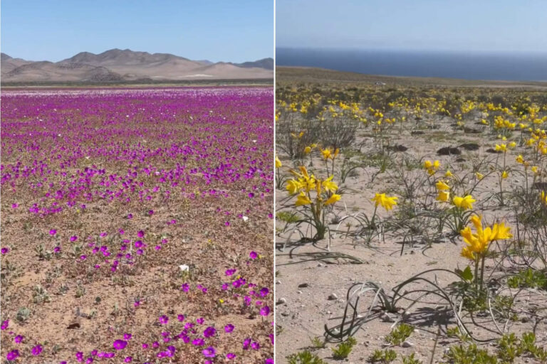 Deserto di Atacama