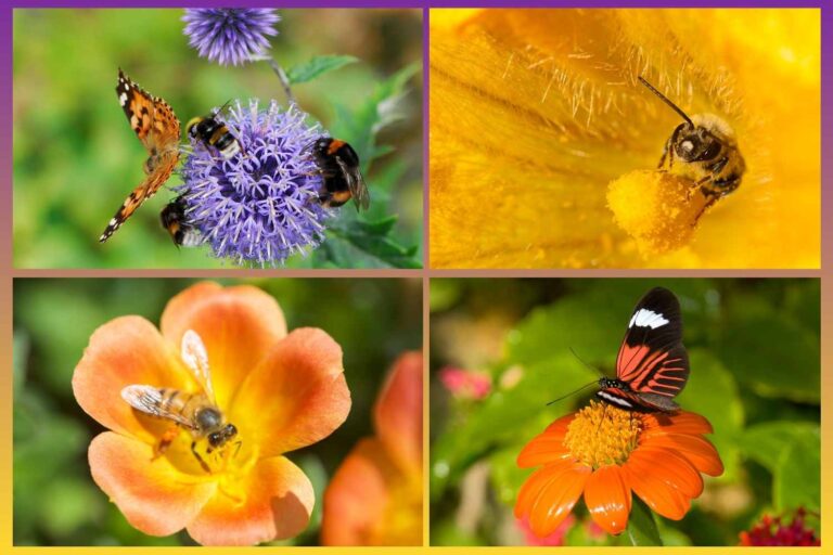 insetti impollinatori