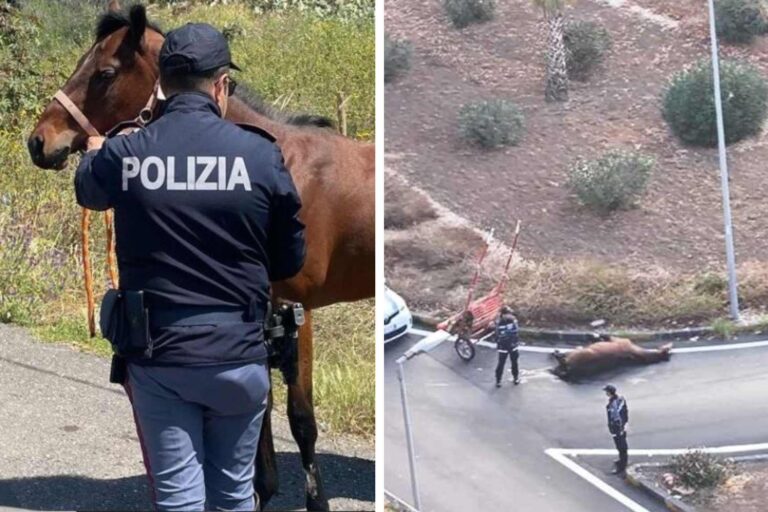 Misbruikt, dood in het verkeer en uitgebuit tijdens illegale races: er is geen vrede voor paarden in Catania (en daarbuiten)
