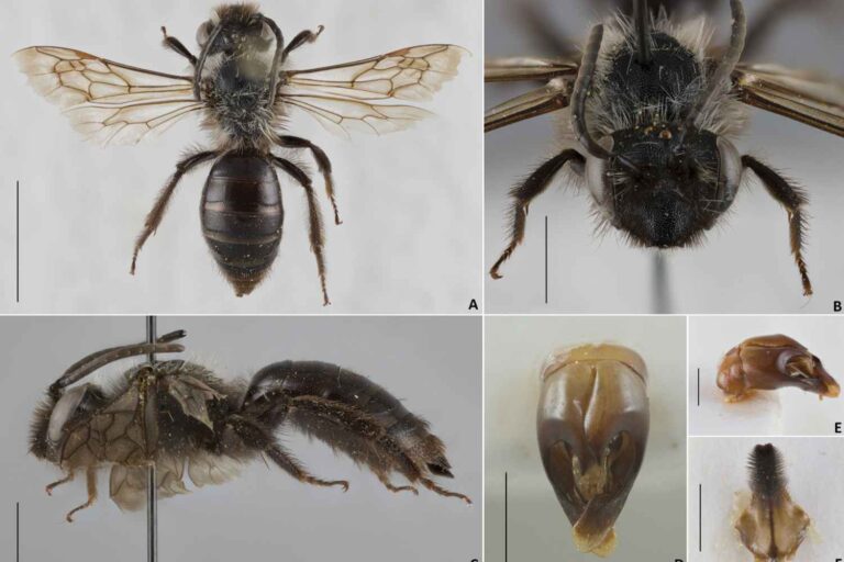 nuova_ape_selvatica_Sardegna