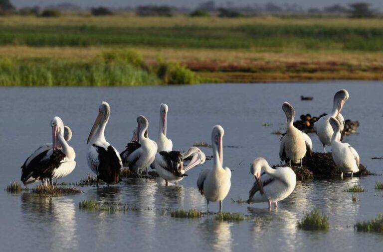Van maxi -zuiveringsinstallatie tot paradijs voor vogels: nu herbergt deze oase in Australië meer dan 300 soorten
