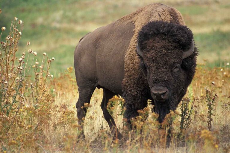 bisonti