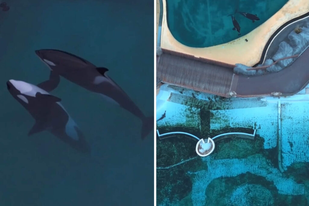 Orche Marineland