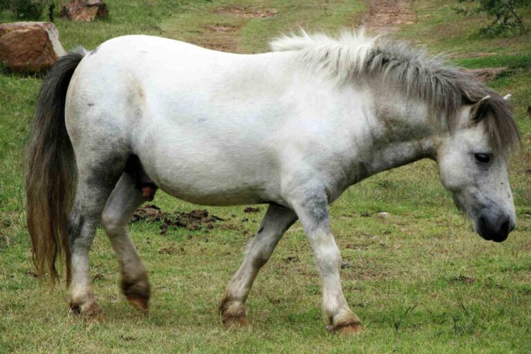 Pony
