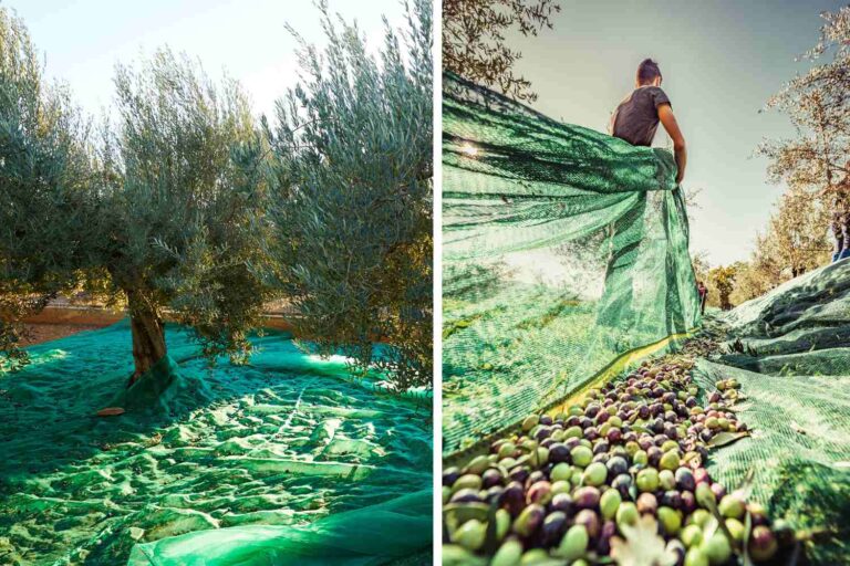 raccolta olive