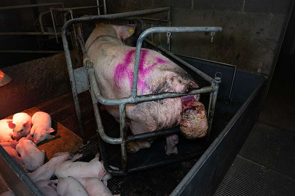 Greenpeace fokt zeugen