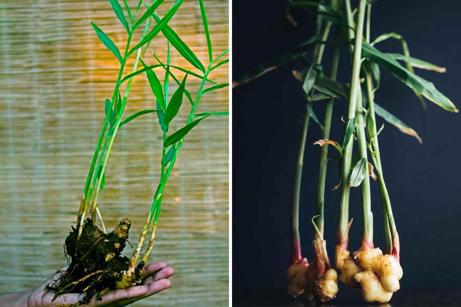 gember laten groeien