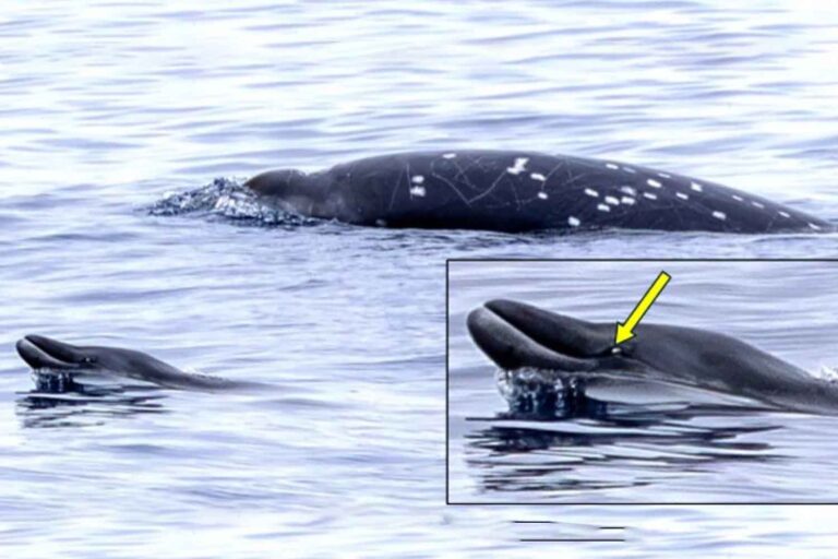 mesoplodonte di Nishiwaki