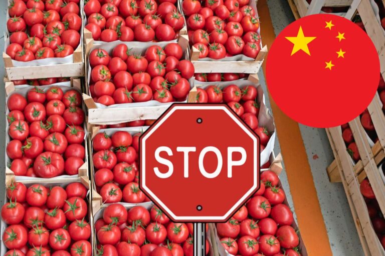 pomodori cina stop
