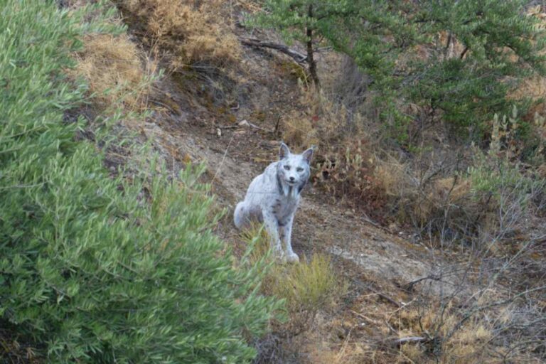 Lince iberica leucistica
