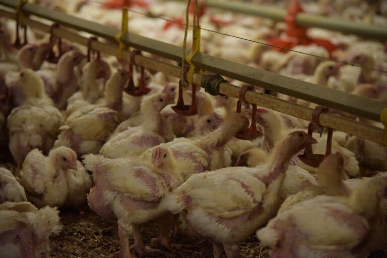allevamenti polli