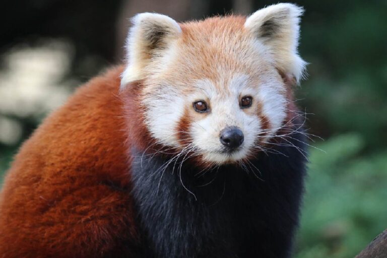 Red Panda
