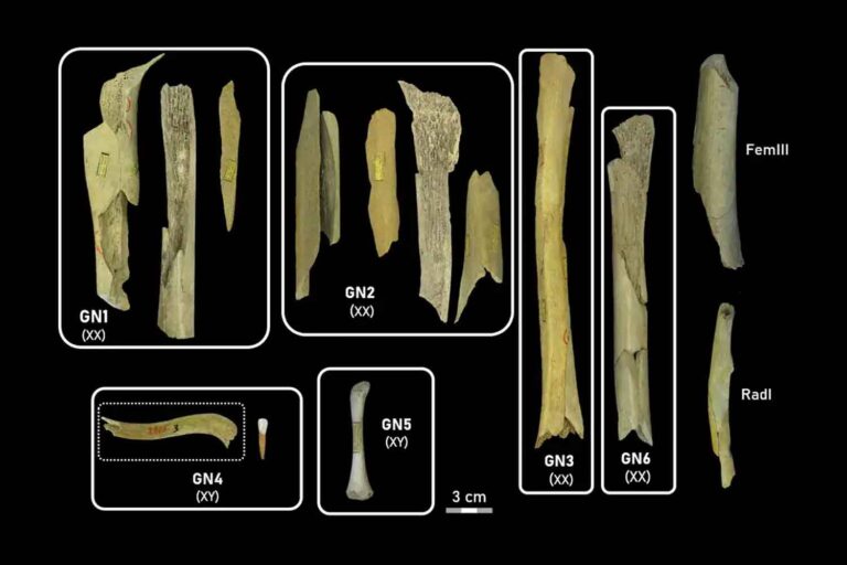 Neanderthal