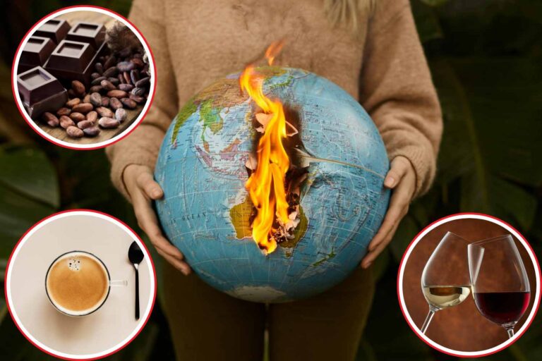 Wijn, koffie en chocolade in gevaar: het klimaat spaart zelfs ons comfortfood niet
