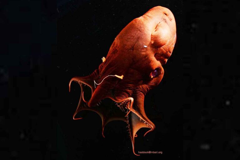 calamaro vampiro