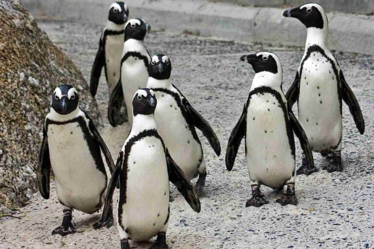 Pinguini africani