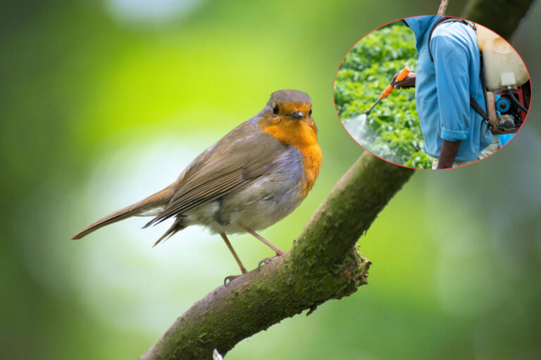 Uccelli neonicotinoidi