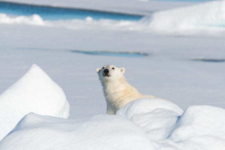 orsi polari adattamento al cambiamento climatico