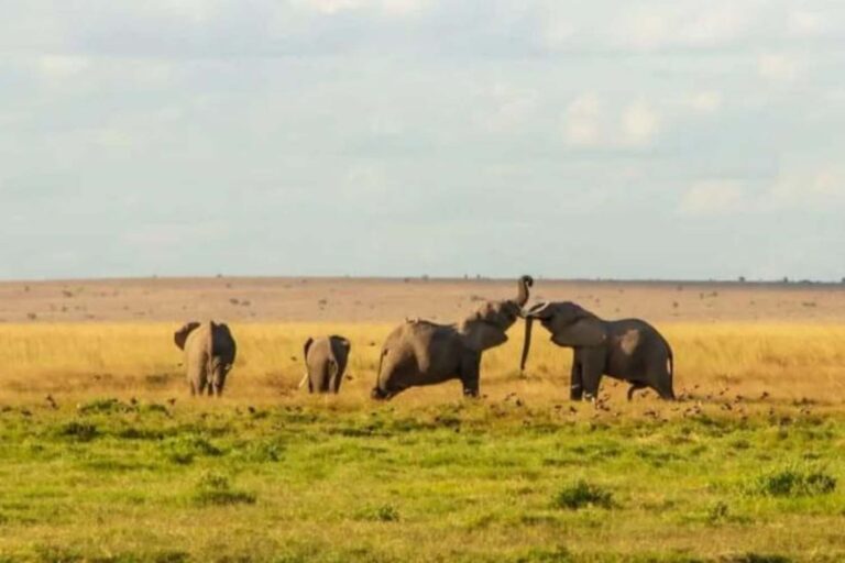 Santuario per elefanti
