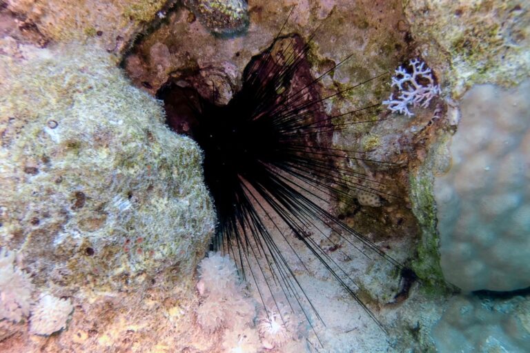 coralli diadema