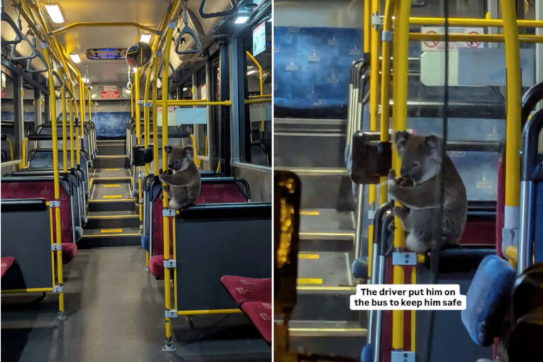 Koala bus