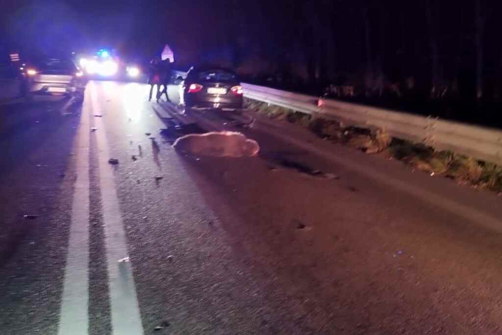 Dode beer Abruzzen 2