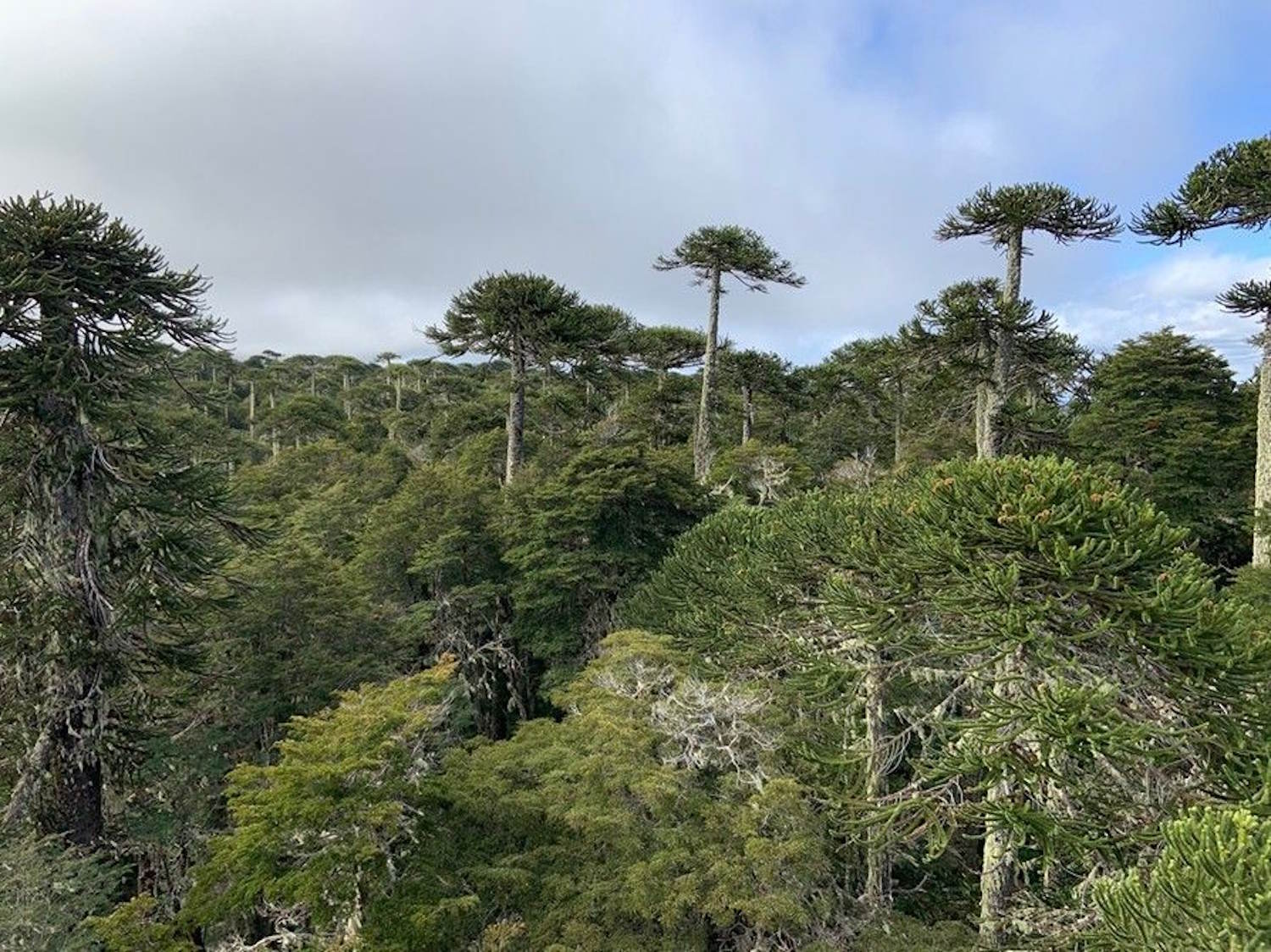 Door bosbranden is de bodem decennialang veranderd
