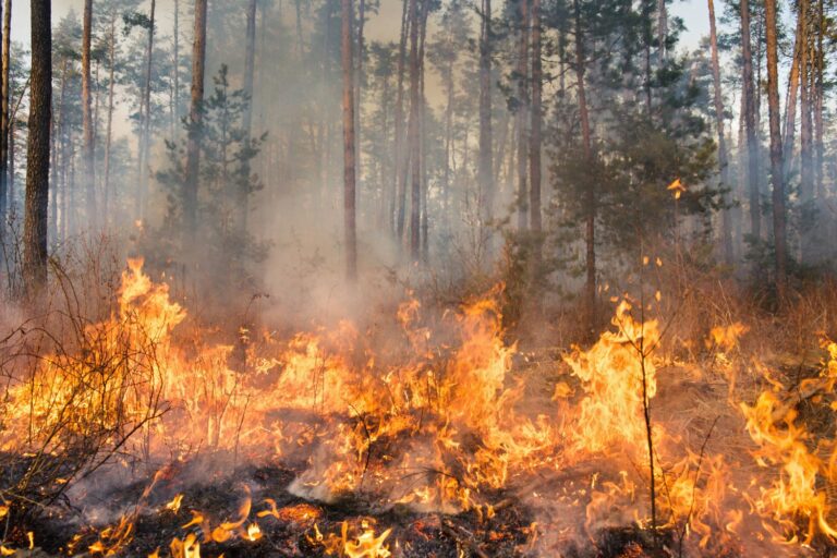 incendio bosco