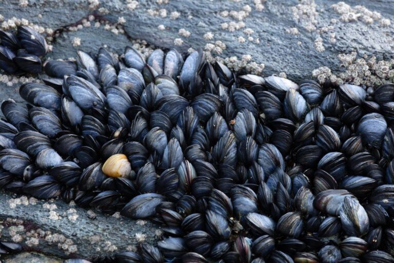 cozze
