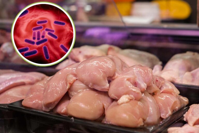 batteri resistenti carne di pollo