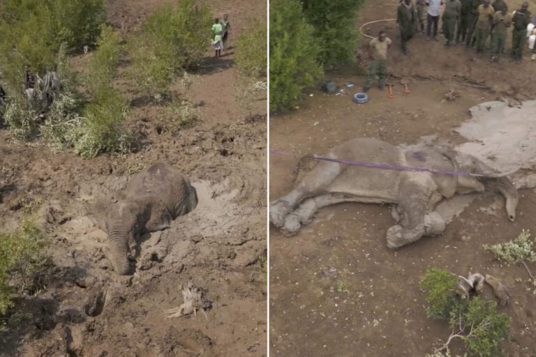 Salvataggio elefante