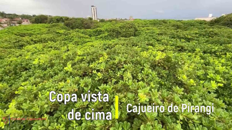 Dit is de grootste cashewboom ter wereld, het lijkt op een bos van ruim 70 bomen
