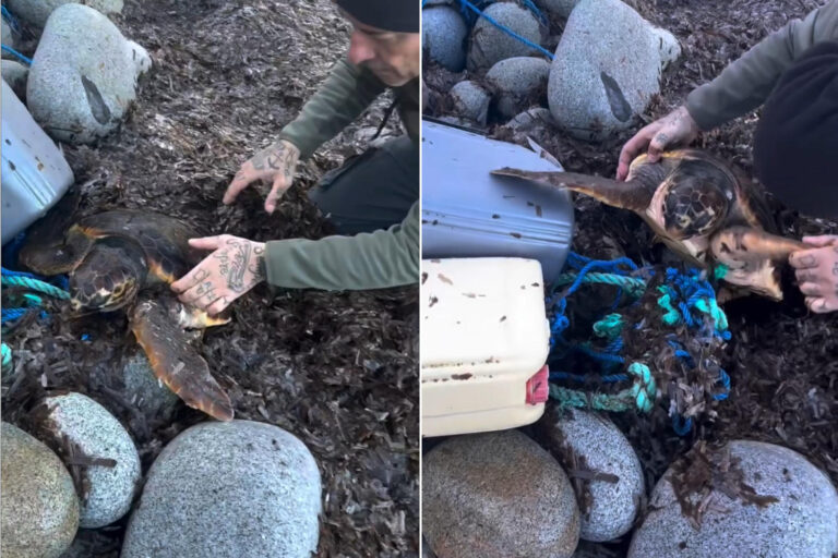 Tartaruga intrappolata