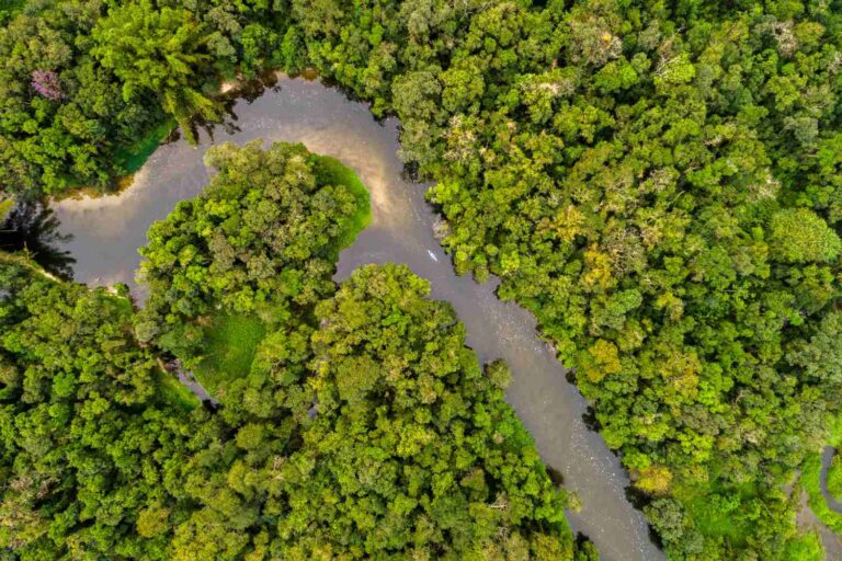 Een sprong van 10 miljoen jaar terug: het klimaat van de Amazone wordt hypertropisch
