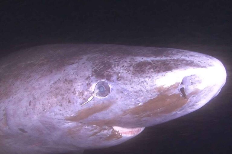 squalo della Groenlandia