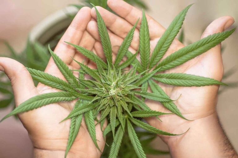 cannabis
