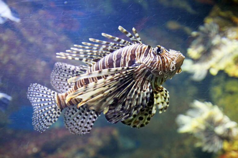 Schorpioenvis in de Middellandse Zee: is het eten ervan echt de oplossing voor de invasie van buitenaardse wezens?
