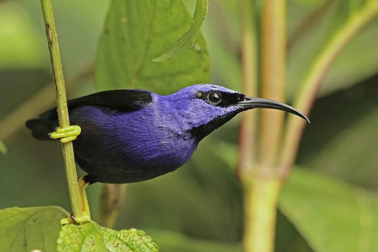 Mielero viola 