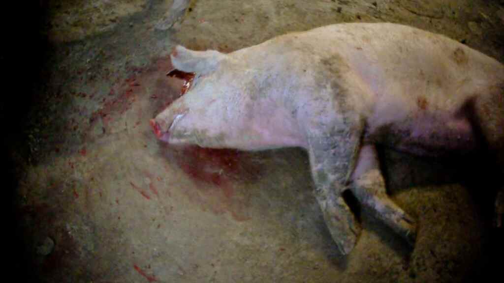 Veroordeling van varkensmishandeling 3