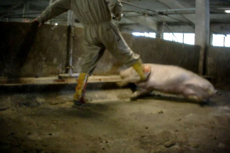 Maltrattamento suini condanna