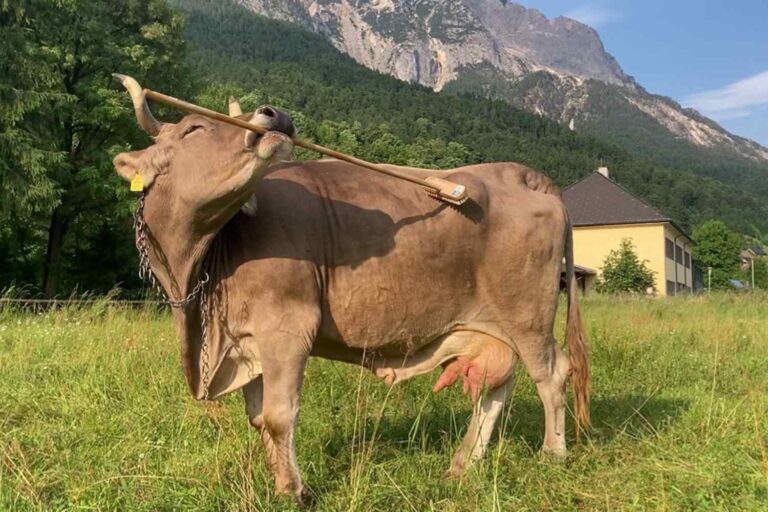 Mucca Veronika
