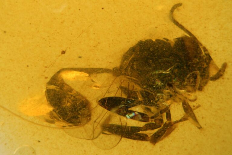 Vespa fossilizzata