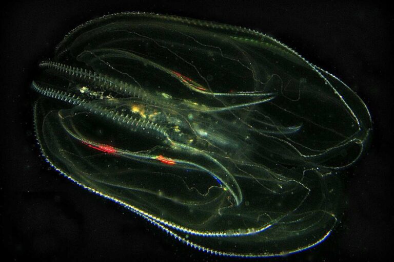 De zee-walnoot dringt de lagune van Venetië binnen: deze uitheemse soort is gevaarlijker dan de blauwe krab
